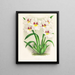 Miltonia Röezli - Jean Jules Linden — ingelijst kunstwerk aan de muur