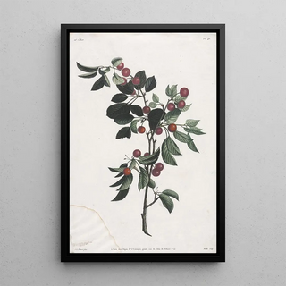 Jean Louis Prvost - Branches de Crises prcoce.webp