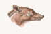 Facial muscles of Canis lupus superficial - Johan Erik Vesti Boas — artwork view