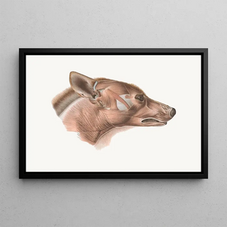 Johan Erik Vesti Boas - Superficial facial muscles of Canis lupus.webp
