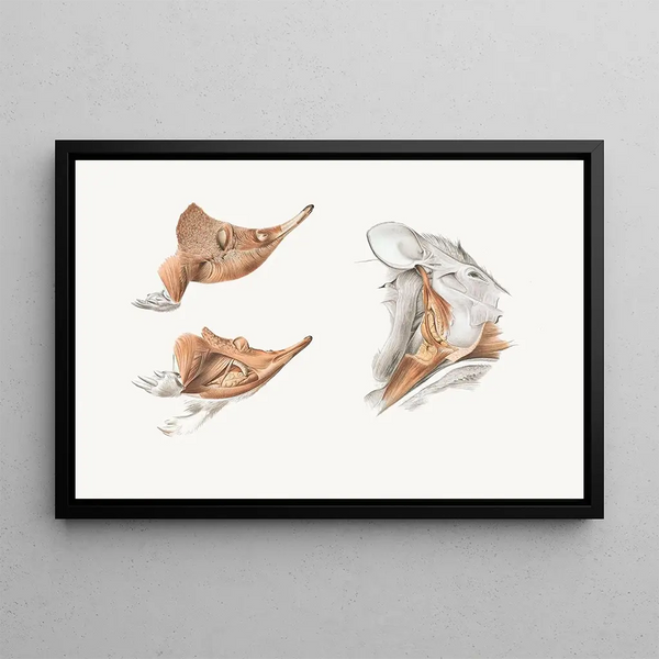 Facial muscles of the echidna - Johan Erik Vesti Boas — framed artwork on a wall