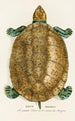 Emys Amazonica - Johann Baptist von Spix — artwork view