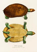 Emys Erythrocephala - Johann Baptist von Spix — weergave van het kunstwerk