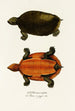 Emys Maerocephala - Johann Baptist von Spix — weergave van het kunstwerk