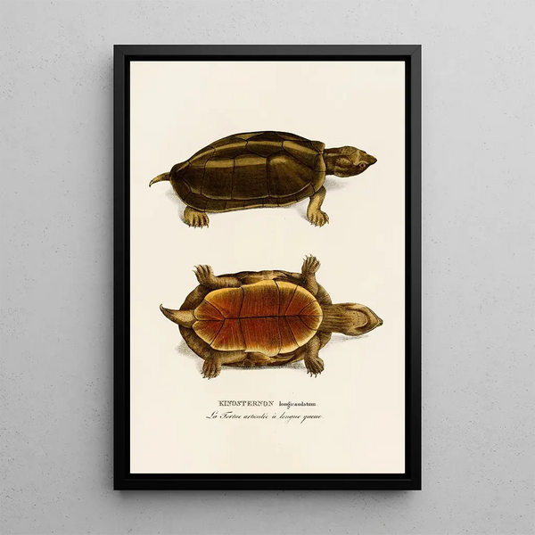 Johann Baptist von Spix - Kinosternon Longicaudatum.webp