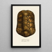 Testudo Cagado - Johann Baptist von Spix — ingelijst kunstwerk aan de muur