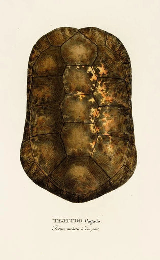 Johann Baptist von Spix - Testudo Cagado.webp