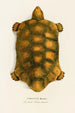 Testudo Hercules - Johann Baptist von Spix — weergave van het kunstwerk