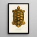 Testudo Hercules - Johann Baptist von Spix — ingelijst kunstwerk aan de muur