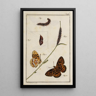 Johann Caspar Fuessli - Archives de lhistoire des insectes Pl01.webp