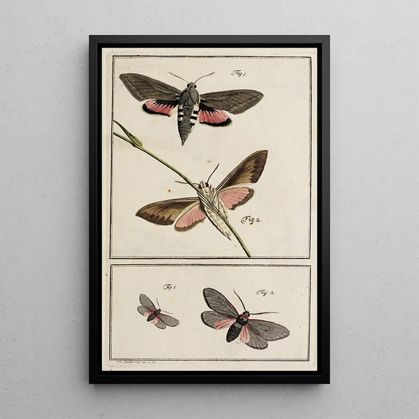 Johann Caspar Fuessli - Archives de lhistoire des insectes Pl02.webp