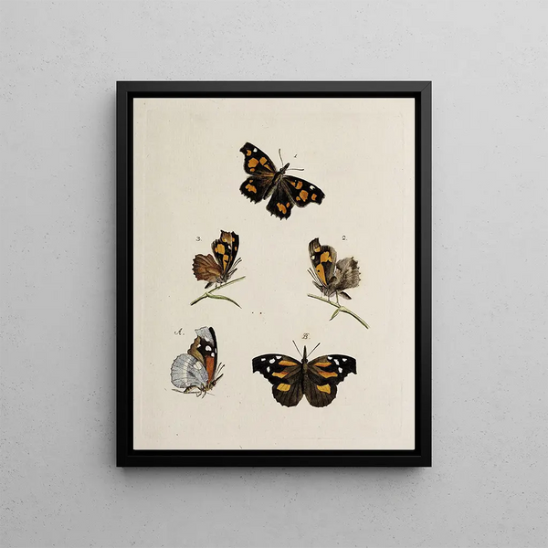 Johann Caspar Fuessli - Archives de lhistoire des insectes Pl08.webp