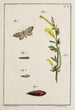 Archives de l'histoire des insectes Pl11 - Johann Caspar Füssli — weergave van het kunstwerk