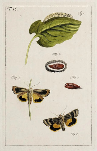 Johann Caspar Fuessli - Archives de lhistoire des insectes Pl16.webp