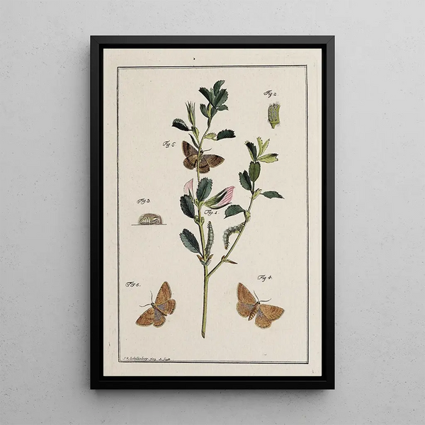 Johann Caspar Fuessli - Archives de lhistoire des insectes Pl17.webp