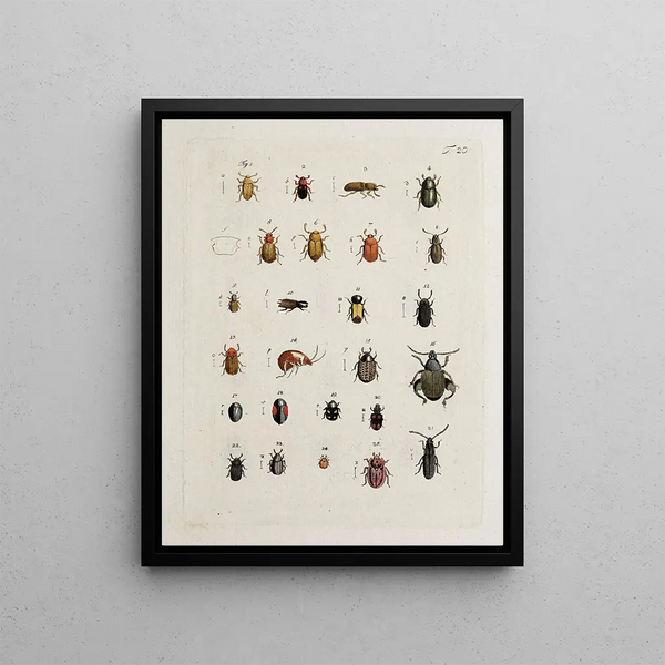 Johann Caspar Fuessli - Archives de lhistoire des insectes Pl21.webp