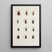 Archives de l'histoire des insectes Pl22 - Johann Caspar Füssli — ingelijst kunstwerk aan de muur