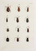 Archives de l'histoire des insectes Pl22 - Johann Caspar Füssli — weergave van het kunstwerk