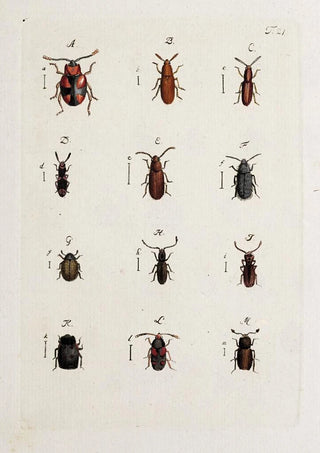 Johann Caspar Fuessli - Archives de lhistoire des insectes Pl22.webp
