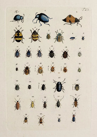 Johann Caspar Fuessli - Archives de lhistoire des insectes Pl24.webp