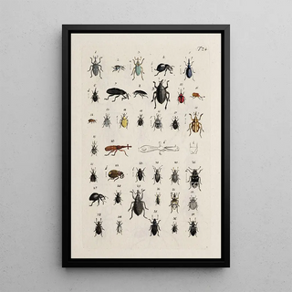 Johann Caspar Fuessli - Archives de lhistoire des insectes Pl25.webp