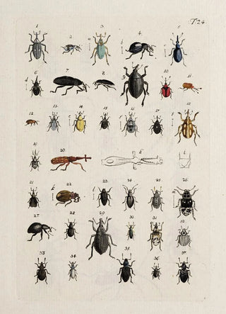 Johann Caspar Fuessli - Archives de lhistoire des insectes Pl25.webp