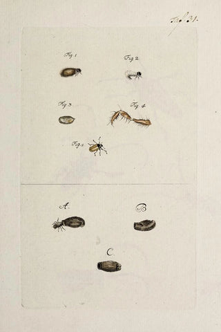Johann Caspar Fuessli - Archives de lhistoire des insectes Pl33.webp