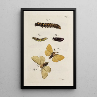 Johann Caspar Fuessli - Archives de lhistoire des insectes Pl36.webp