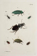 Archives de l'histoire des insectes Pl41 - Johann Caspar Füssli — weergave van het kunstwerk