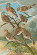 Acanthis cannabina Acanthis flavirostris - Johann Friedrich Naumann — weergave van het kunstwerk