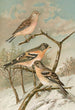 Acanthis cannabina Fringilla montifringilla - Johann Friedrich Naumann — weergave van het kunstwerk