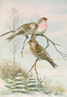 Acanthis linaria - Johann Friedrich Naumann — weergave van het kunstwerk