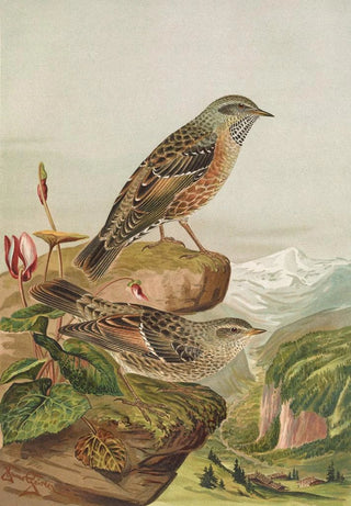 Johann Friedrich Naumann - Accentor collaris.webp