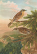 Accentor modularis Accentor montanellus - Johann Friedrich Naumann — weergave van het kunstwerk