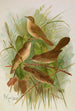 Acrocephalus agricolus Jardon Cettia cetti Marm Locustella lanceolata - Johann Friedrich Naumann — weergave van het kunstwerk
