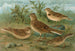 Alauda arvensis, Calandrella brachydactyla, Calandrella pispoletta - Johann Friedrich Naumann — weergave van het kunstwerk