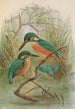 Alcedo ispida - Johann Friedrich Naumann — weergave van het kunstwerk