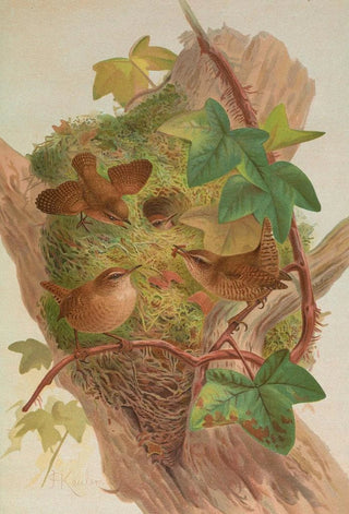 Johann Friedrich Naumann - Anorthura troglodytes.webp