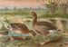 Anser anser - Johann Friedrich Naumann — weergave van het kunstwerk