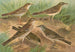 Pipit obscur Gustavi Swinhoe campestris spipoletta Richardi - Johann Friedrich Naumann — weergave van het kunstwerk