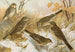 Anthus pratensis cervinus spipoletta obscurus - Johann Friedrich Naumann — weergave van het kunstwerk