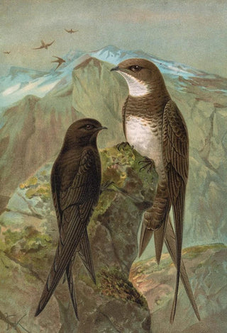 Johann Friedrich Naumann - Apus apus Apus melba.webp