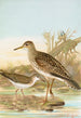 Bartramia longicauda Tringoides macularius - Johann Friedrich Naumann — weergave van het kunstwerk