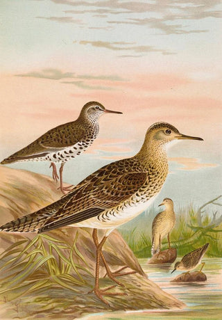 Johann Friedrich Naumann - Bartramia longicauda Tringoides macularius Tryngites rufescens.webp