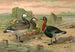 Brandgans - Johann Friedrich Naumann — weergave van het kunstwerk