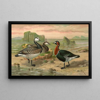 Johann Friedrich Naumann - Branta leucopsis.webp