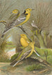 Budytes citreolus Budytes campestris - Johann Friedrich Naumann — weergave van het kunstwerk