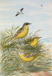 Budytes taivanus Swinhoe Budytes flavus beema Sykes Budytes flavus borealis - Johann Friedrich Naumann — weergave van het kunstwerk