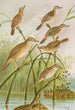 Calamodus schoenobaenus aquaticus arundinaceus - Johann Friedrich Naumann — weergave van het kunstwerk