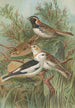 Calcarius lapponicus Plectrophenax nivalis - Johann Friedrich Naumann — weergave van het kunstwerk